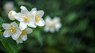 Jasmine Is The Low-Drama Monsoon Beauty