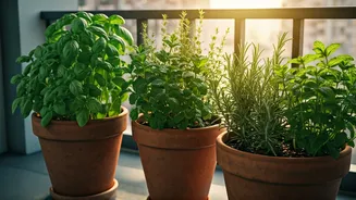 Balcony Herbs Are Practical, Pretty And Pesticide-Free