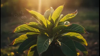 Plants May Absorb More Carbon While Facing Greater Heat And Moisture Stress