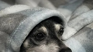 A Shy Pet Needs an Escape Route, Not a Social Test