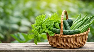 Cucumber, Basil And Okra Are Home-Garden Heroes