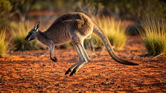 The Amazing Evolution of the Kangaroo's Hop