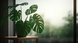Indoor Plants Need Sunlight Breaks Even In Monsoon