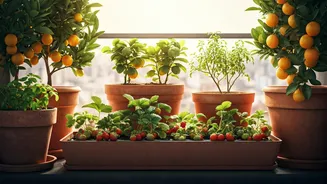 Fruit Pots Are The Next Balcony Challenge