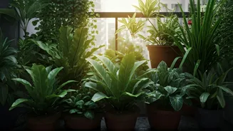July Gardening Tips For Urban Homes