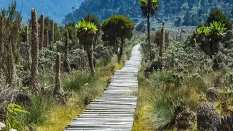South Andaman's Rainforest Birding Trail Puts Guide Quality in Focus