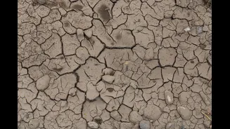 Ministers Inspect Drought-Affected Crops in Karnataka, Order Damage Report