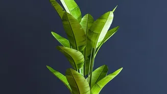 Simple Indoor Plants That Thrive In Humid Homes Without Constant Care