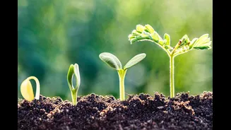 Why Soil Health Is India’s Most Urgent Climate And Food Security Priority