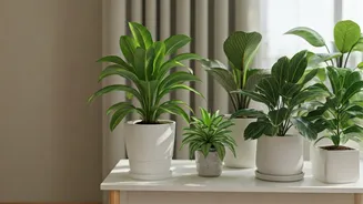 Low-Maintenance Greens Are The Small-Home Hero