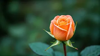 Sadhguru's 10 Profound Love Quotes: Building Lasting Marriages & Deep Connections