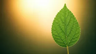 Virgo's January 15, 2026: Your Daily Insights