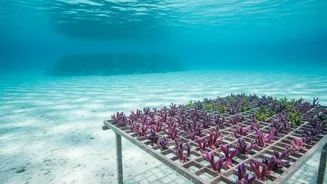 How Marine Scientists Harvest Heat Resistant Coral Species To Preserve Threatened Coastal Fisheries