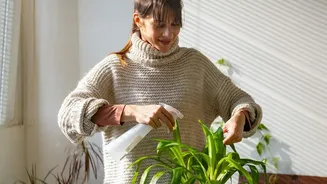 Indoor Plants Offer Benefits But Air Quality Gains Have Limits, Researchers Say