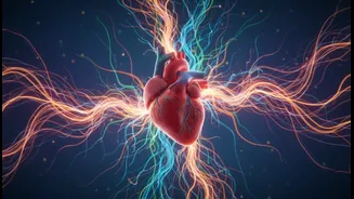 Brain Health Is Not A Separate Project From Heart And Metabolic Health