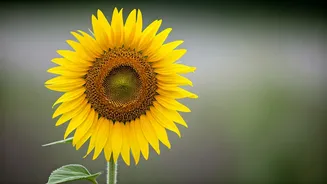 The Downside of Always Being Positive: Understanding Toxic Positivity