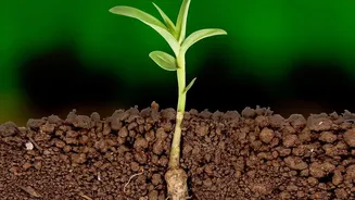 Easy Plant Propagation Without Buying New Plants: A Closer Look