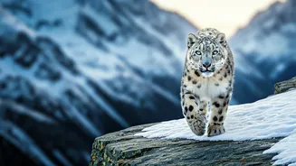 Ghosts of the Mountains: 9 Astonishing Facts About Elusive Snow Leopards