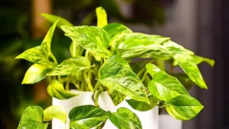 Keep Bedroom Study Desks Fresh With Low Maintenance Air Purifying Pothos And Snake Plants