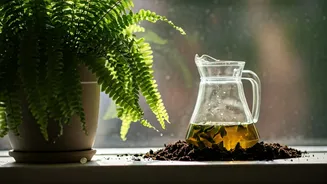 Give Indoor Ferns A Lift Using Leftover Green Tea