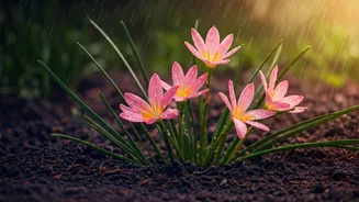 Rain Lilies Experience Breakout Search Hype Across Plant Forums