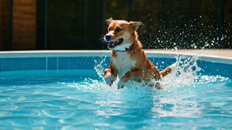 Keep Canines Entertained Summer Break Sending Them Splash Boardings
