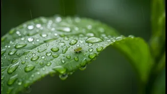 Pest Checks Belong In Every Rainy Garden