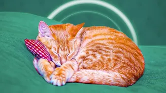Give a Shy Pet Control over Distance, Timing and Contact