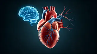 Unveiling the Link: Heart Health & Brain Function
