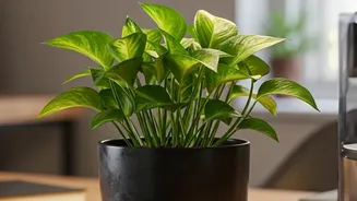 Low Care Air Purifying Greenery Snake Plants And Pothos Upgrade Small Bedroom Desks