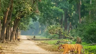 Central India Travel Upgrades: Budget Rail Passes Simplify Access To Tiger Reserves