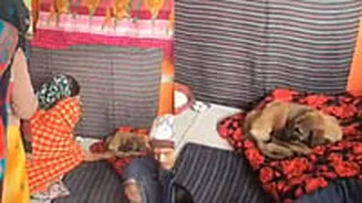 UP: Devotees Begin Worshipping Viral Dog Circling Hanuman Idol, Considering It Spiritual Reincarnation - Video