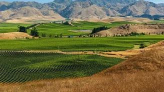 How AI Drone Imaging Detects Downy Mildew Threats Across Nashik Vineyards