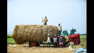 Understanding Kharif Crops and Their Seasonal Challenges