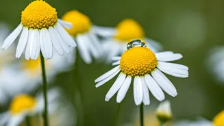 Can Homeopathy Clear Your Acne Naturally?