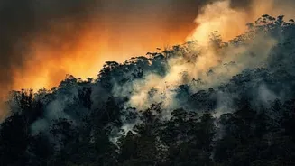 Study finds 16% vascular plant species risk extinction by 2100