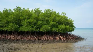 How Local Communities Build Coastal Mangrove Bio-Shields To Counter Rising Tidal Surge Erosion
