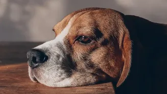 Simple Changes In Your Apartment To Calm A Storm-Anxious Dog Rainy Days