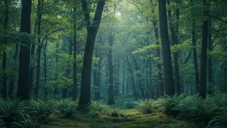 Biodiversity and Stronger Forest Growth in Focus Through the 20-Year Forest Biodiversity Study