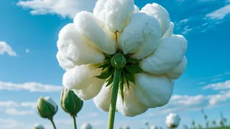 A Clear Guide to Punjab Crop Diversification Through Record-Low Cotton Sowing