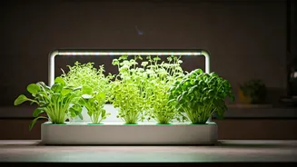 Hydroponic Micro Gardening Kits Sell Out Among Urban Indian Youngsters