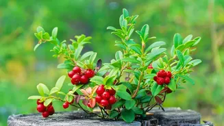 Humidity And Drainage And Indoor Cranberry Gardening: What To Know