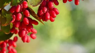 Why nutritionists are talking about barberry
