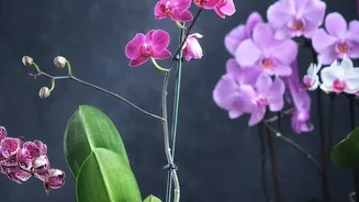 How To Repot Root-Bound Indoor Plants Easily Without Harming Main Root Structure Fast Today