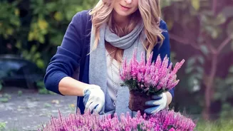 The Latest August Gardening Advice: A Practical Look At Buying Beyond Current Blooms