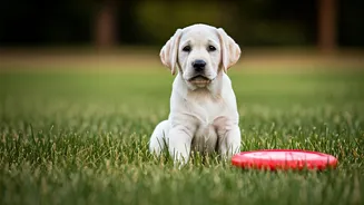 Trainable Dogs: 5 Best Breeds for Beginners