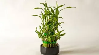 How to grow lucky bamboo at home