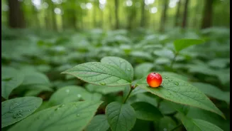 Some Toxic Plants Cause Mild Irritation While Others Need Urgent Care