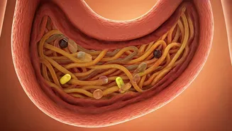 Gut-Smart Plates Need Fibre Before Supplements