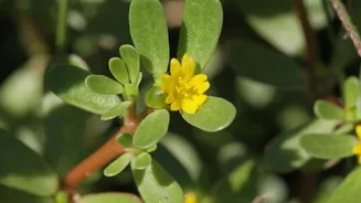 5 iconic dishes featuring purslane